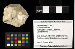 Foto (Objekt + Etiketten) von ? Goniodromites sp. 